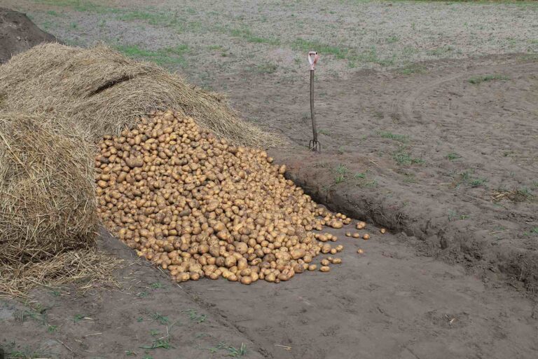 kopiec z ziemniakami